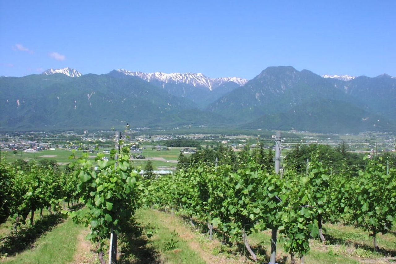 Vol.1 日本アルプスワインバレー ｜よみもの｜ワインツーリズム｜Vol.1
