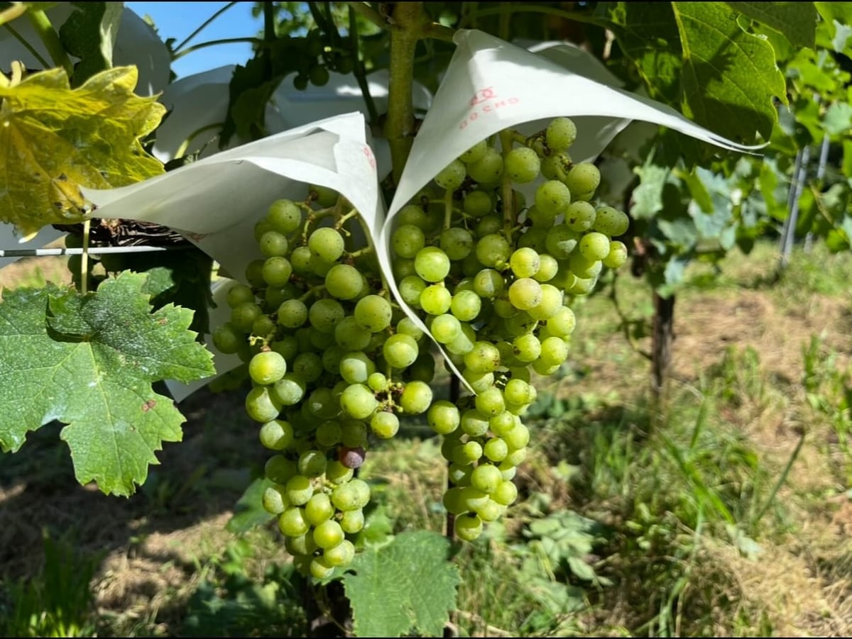 セイルザシップワイナリー4本セット　Sail the Ship Winery New!! Sail the Ship Vineyard 2020!! | Fika 長野県上田市