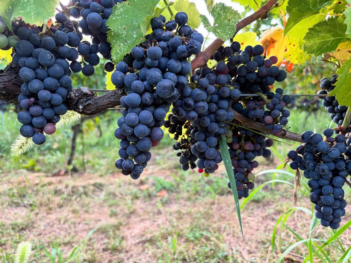 樹脂クラフト　葡萄 018 日毎に伸びる葡萄の蔓 grapevines are growing stronger by the