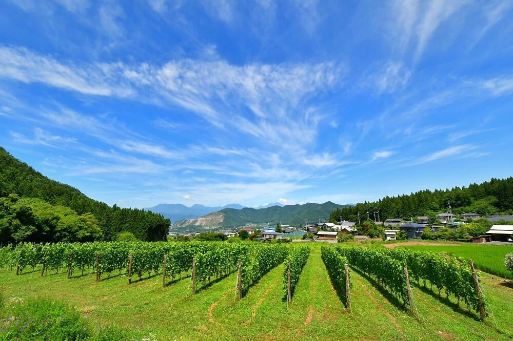 s*6様 2021VINIQROBE ヴィニクローブ　Kurobe Pinot s*6様 2021VINIQROBE ヴィニクローブ Kurobe Pinot 【公式通販】