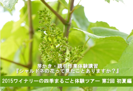 （一社）信州・長野県観光協会が「2015 ワイナリーの四季まるごと体験ツアー 初夏編 」を開催します