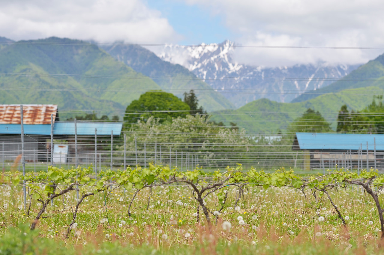 NAGANO WINE も味わえる 快速「いろどり北アルプス山麓味覚号」