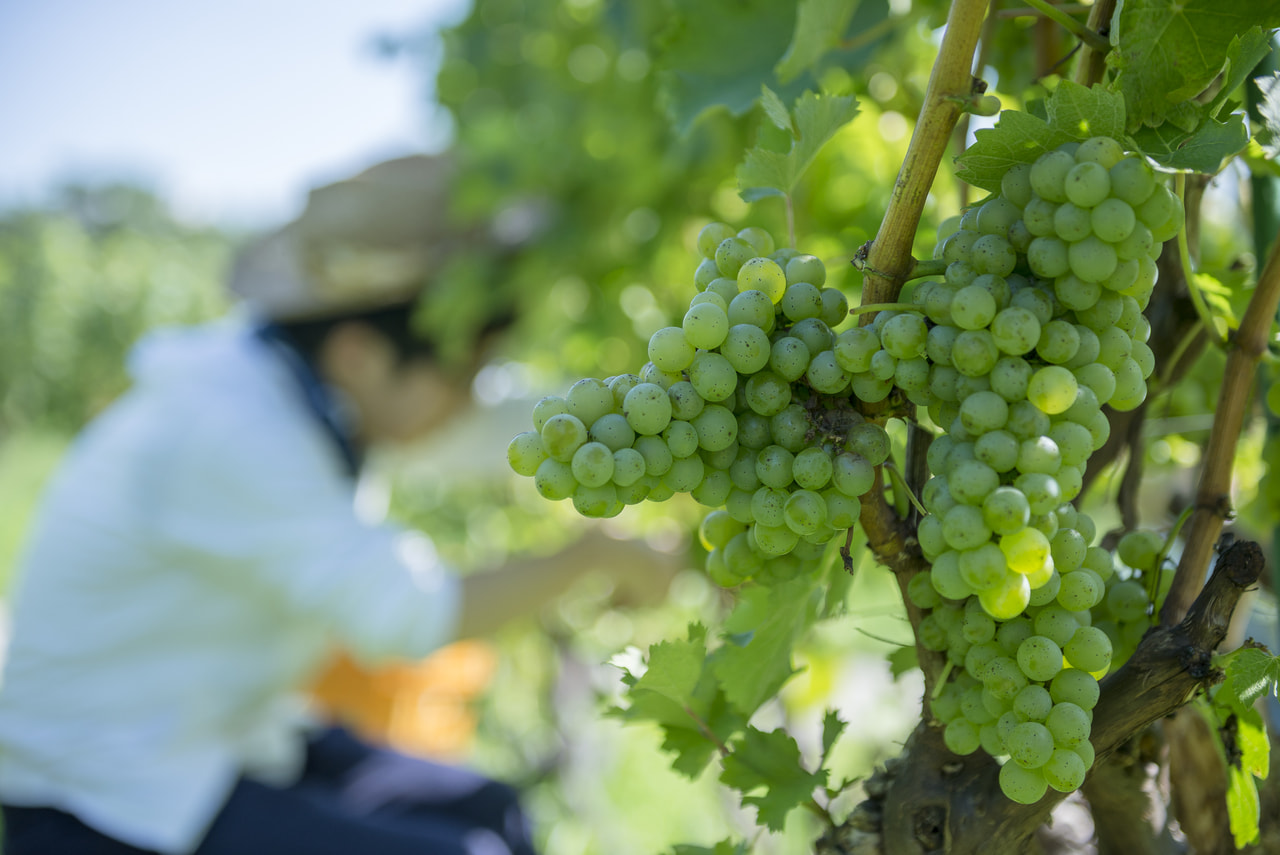 体験型のNAGANO WINE旅（長野ワイントラベル）