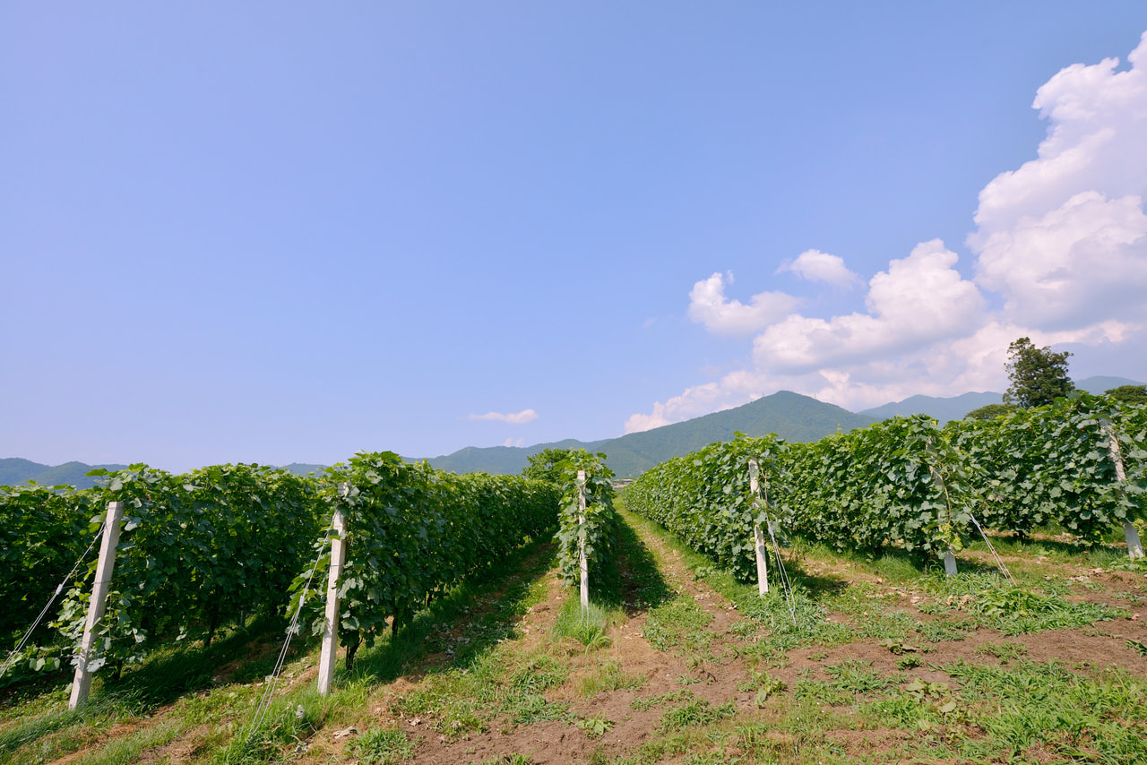 長野県 高山村で ワイン等特産農産品振興を担う 上級職 職員募集案内