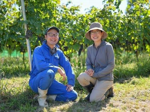 参加者募集<br> ＼ サフォークと楽しむ ／<br> ワイン用ブドウ農家で収穫お手伝いプラン