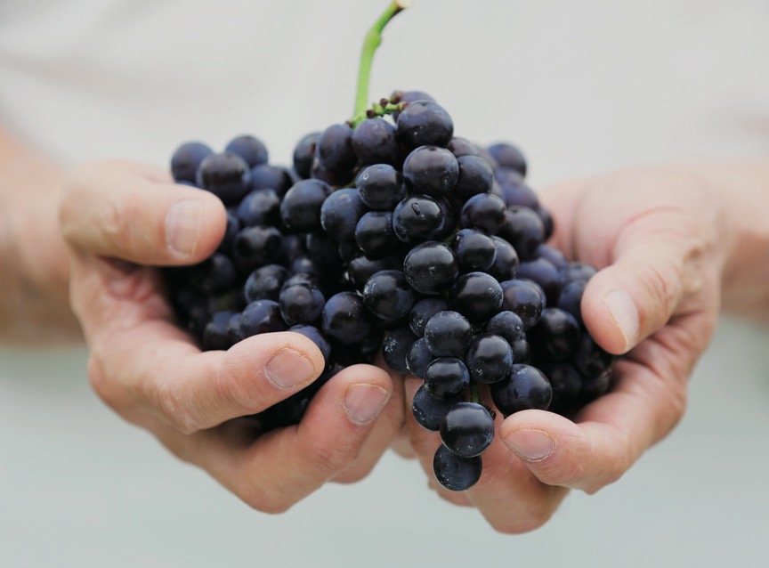 NAGANO WINE FES in 東京 2020 にご来場いただくみなさまへ