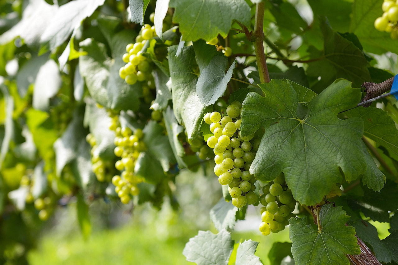 NAGANO WINEフェスタ in 名古屋