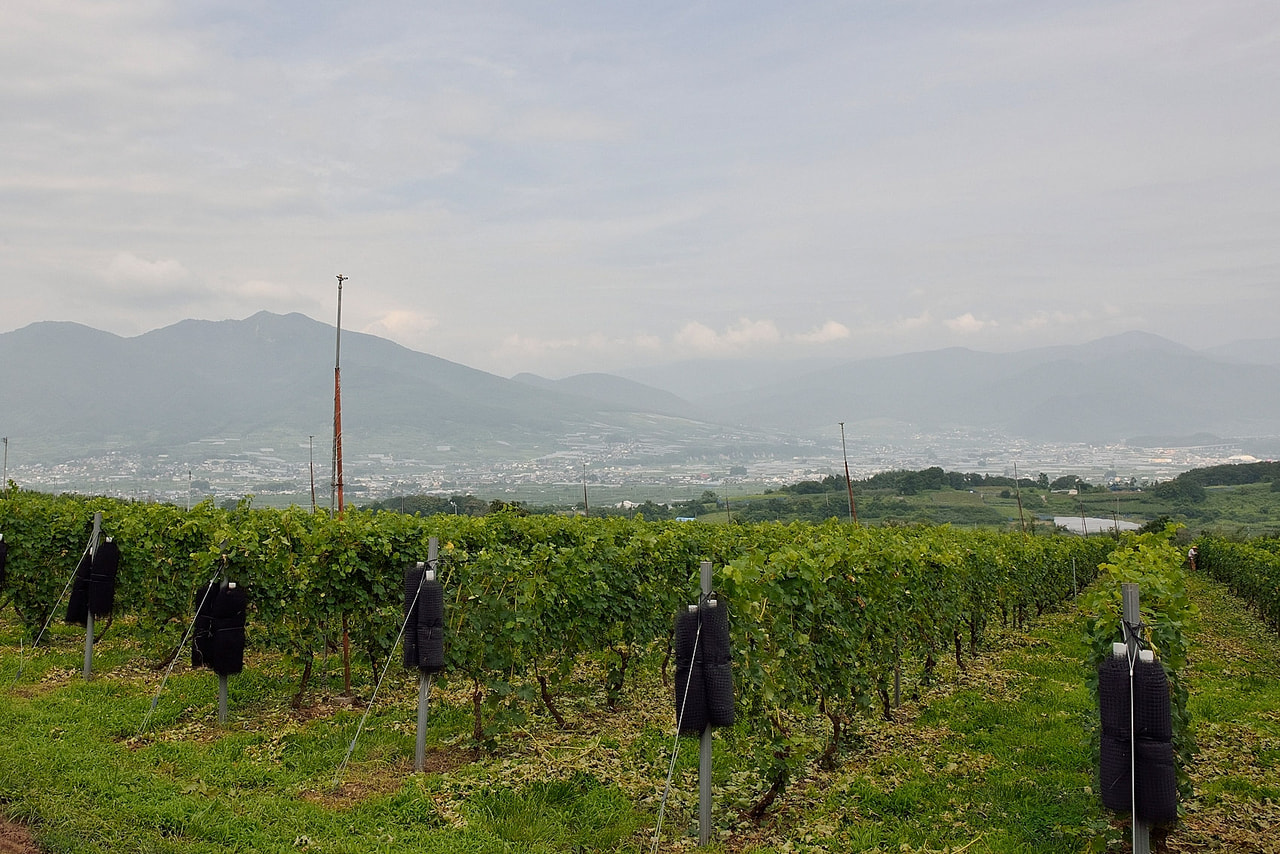 WINE DUO from Nagano<br>テラスグランツ・ワイン会 vol.5