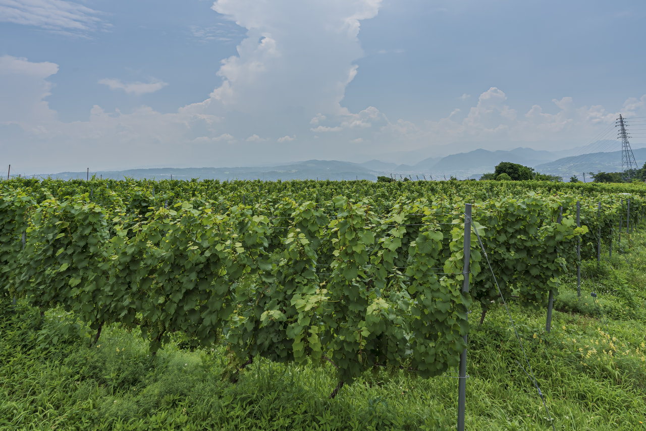 Nagomi Vineyards