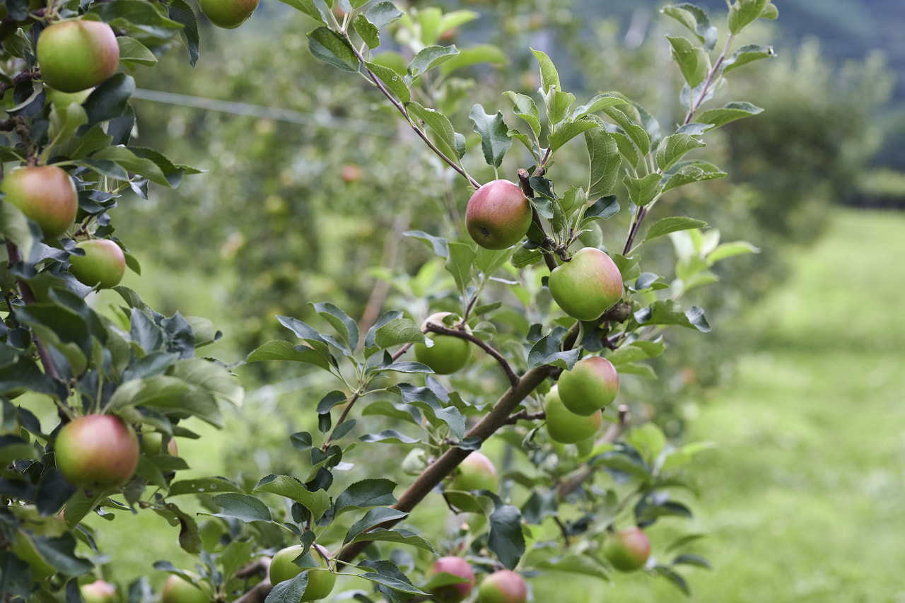 Kiritouyama Cider