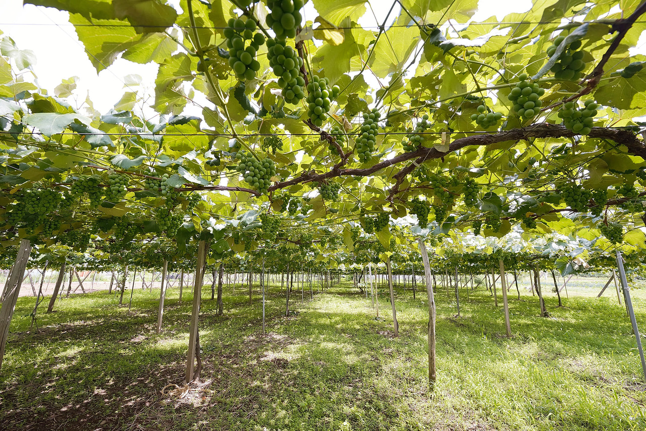 Kikyo no Sato Winery