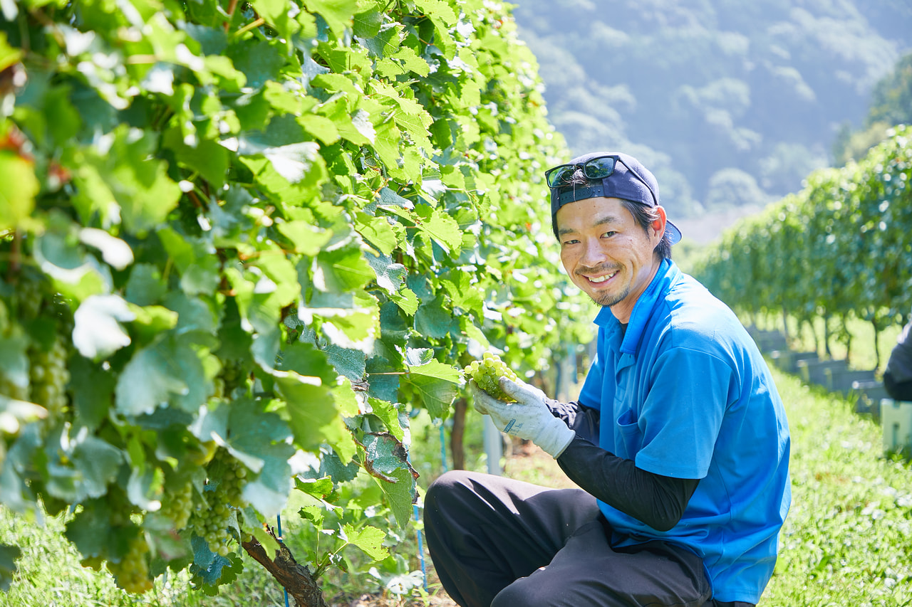 ヴィノフェクト